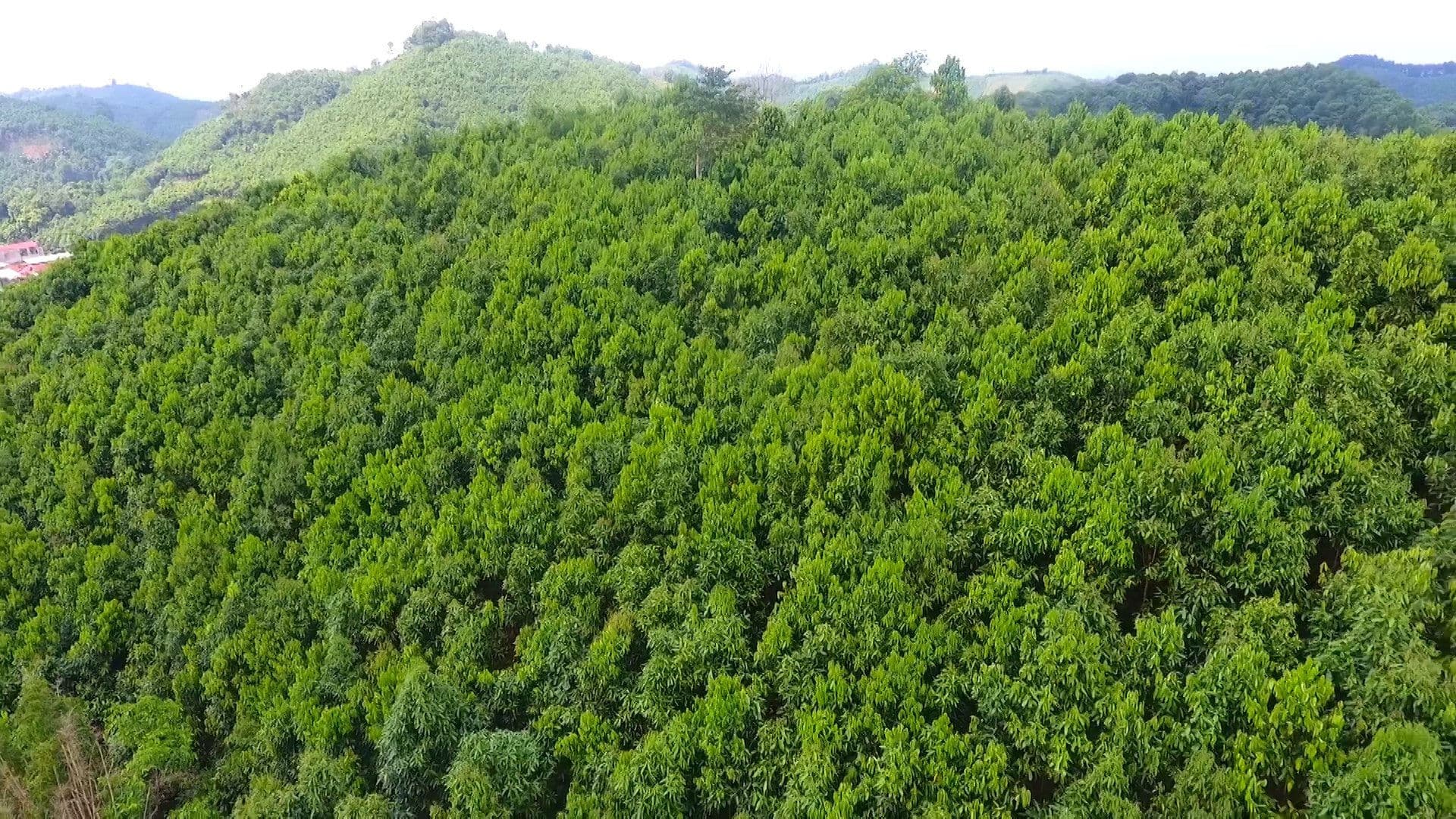 Pháp luật quy định như thế nào về đất rừng đặc dụng