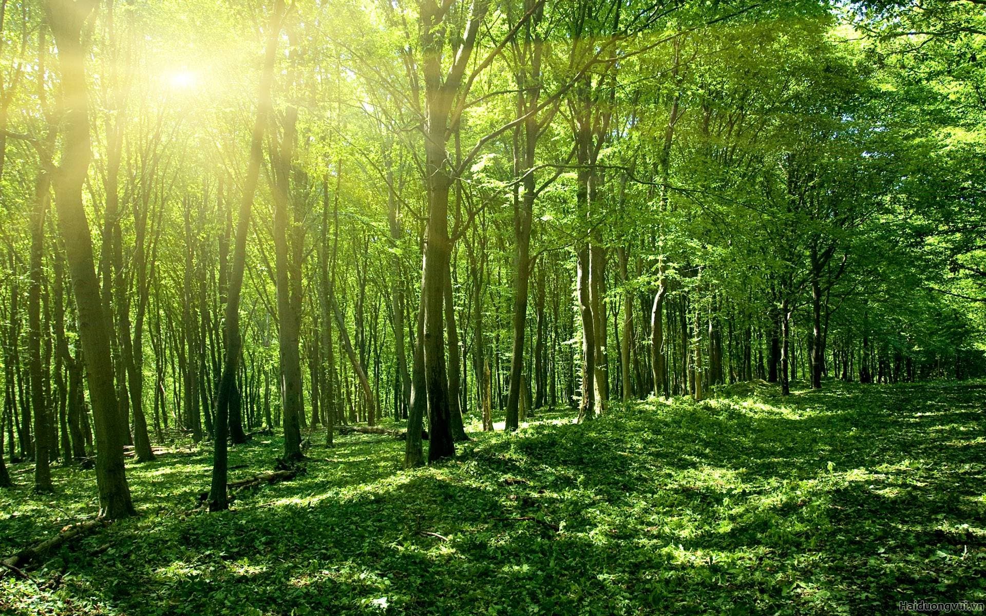 Đất rừng đặc dụng là gì Đất rừng đặc dụng có thể chuyển nhượng được hay không?